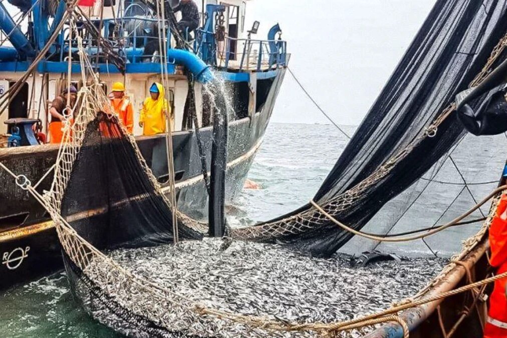 Fishers hauling a purse-seine net full of anchoveta alongside an industrial fishing vessel