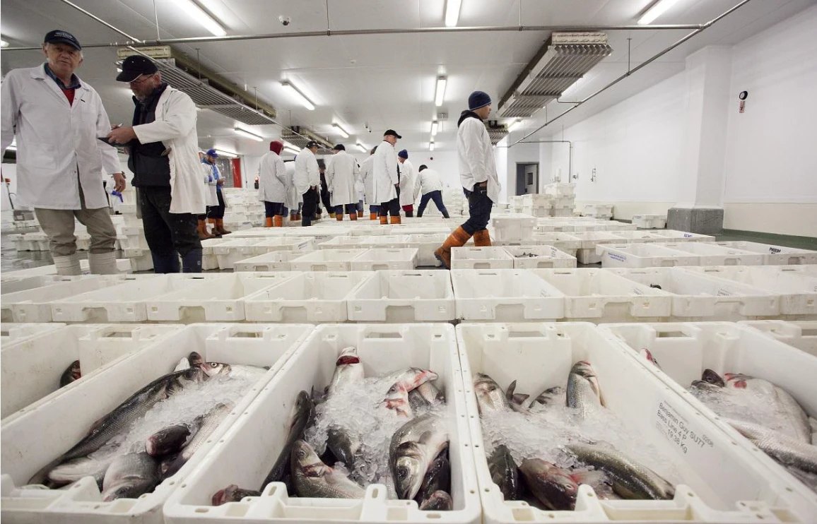 Buyers walking between boxes of iced sea bass on the Brixham market floor