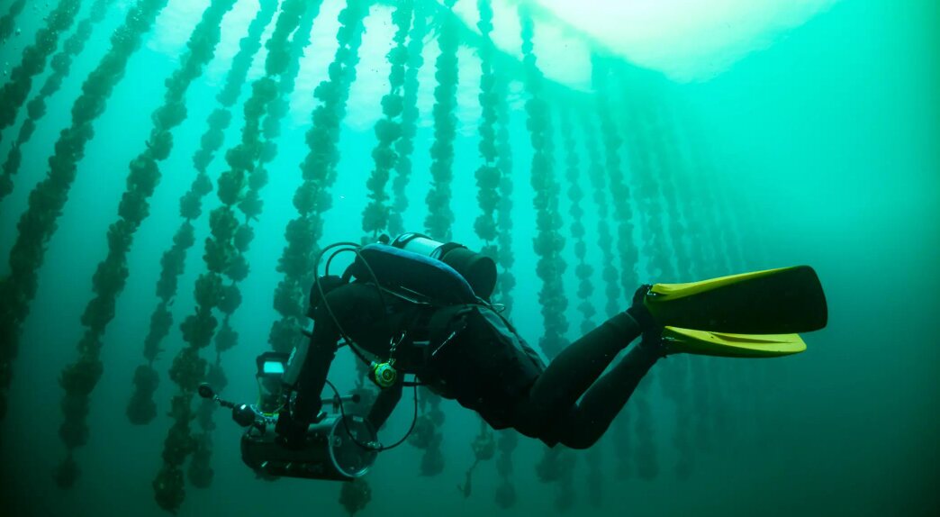 Diver swimming between underwater cultivation ropes