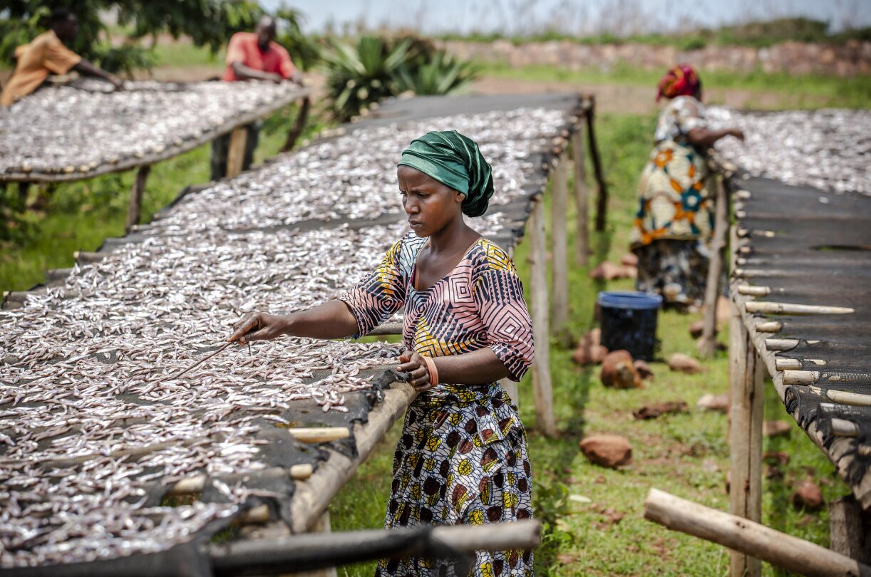 Woman spreading small fish to dry on raised wooden racks