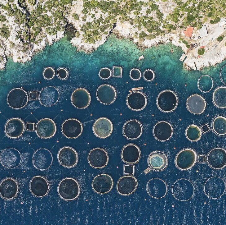 Aerial view of circular fish farm pens along a coastline