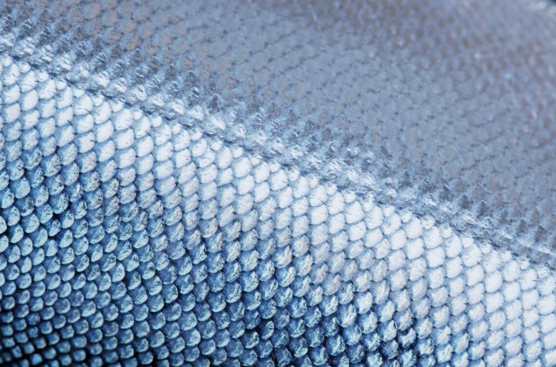Close-up of silver fish skin and scales