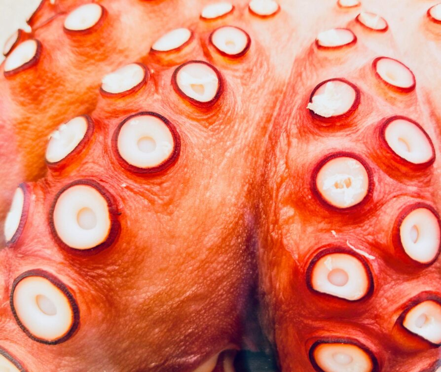 Close-up of octopus suckers