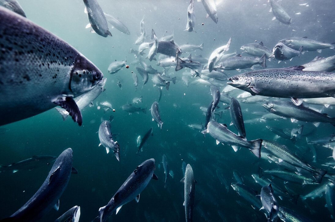 Atlantic salmon swimming in green-blue water