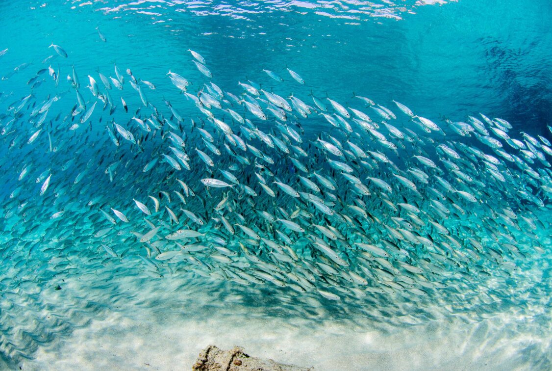 A shoal of sardines in turquoise water