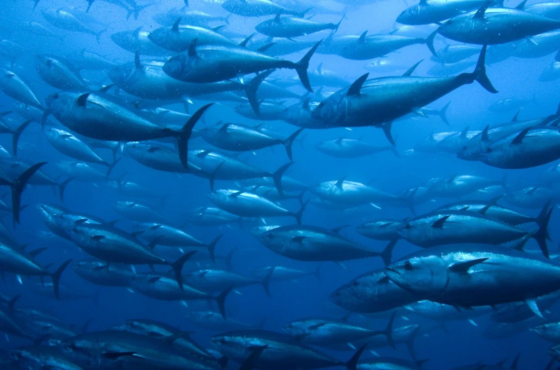 A large school of bluefin tuna swimming in deep blue water